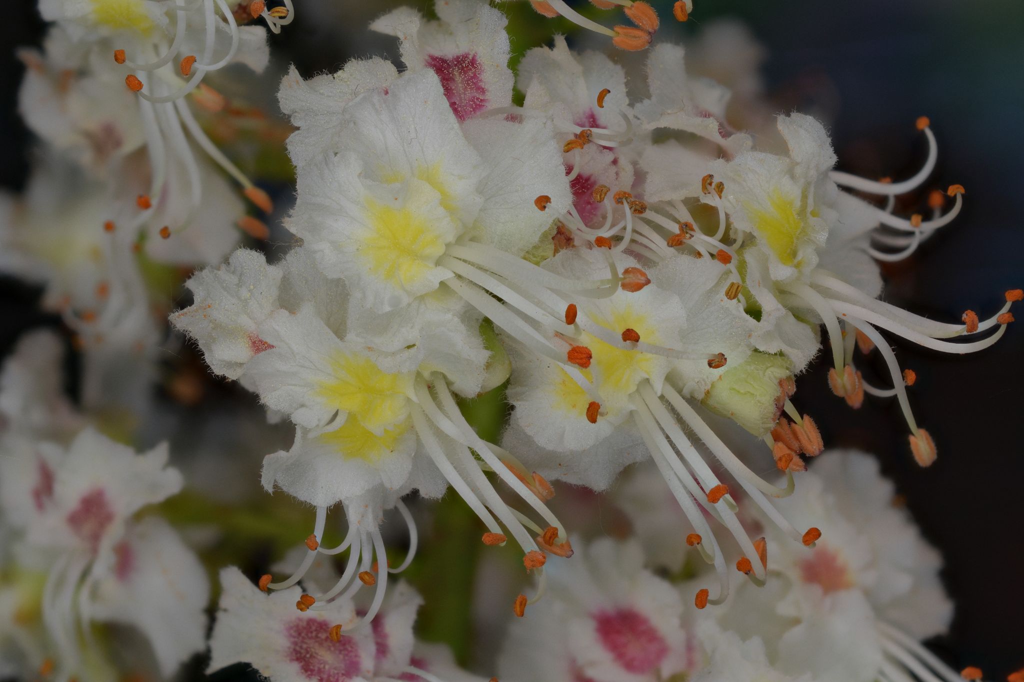 2018 05 01 19 13 03 (C)